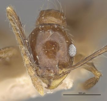 Media type: image;   Entomology 20707 Aspect: head frontal view